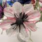 Preview: Anemone - in vielen Farben