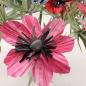 Preview: Anemone - in vielen Farben