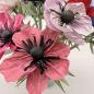 Preview: Anemone - in vielen Farben
