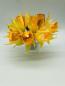 Preview: fairy lights daffodil