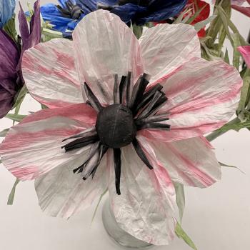 Preview: Anemone - in vielen Farben