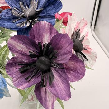 Anemone - in vielen Farben