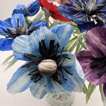 Anemone - in vielen Farben