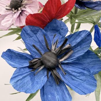 Anemone - in vielen Farben