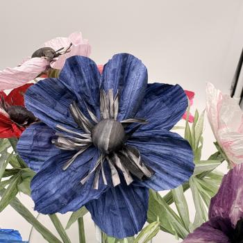 Anemone - in vielen Farben