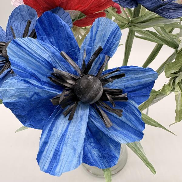 Anemone - in vielen Farben